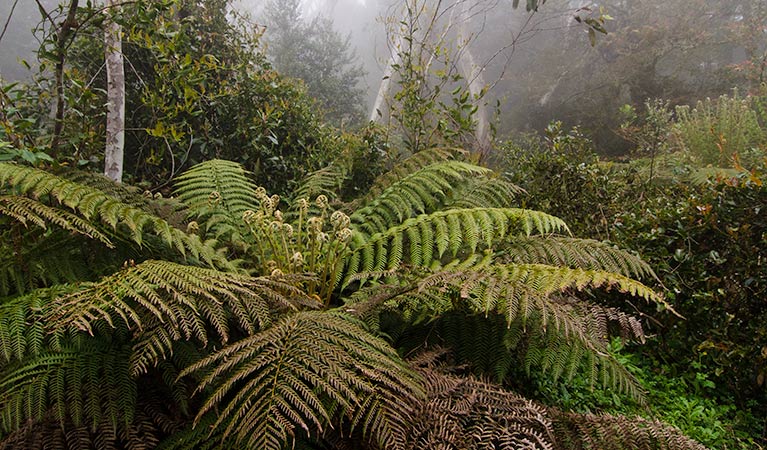 Sharps Creek track, Barrington Tops National Park. Photo: John Spencer &copy; OEH