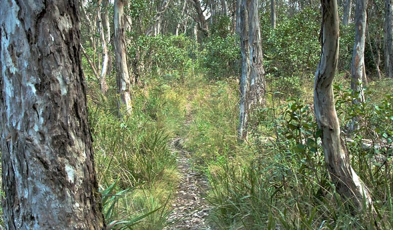 Thunderbolts lookout walk, Barrington Tops National Park. Photo: John Spencer