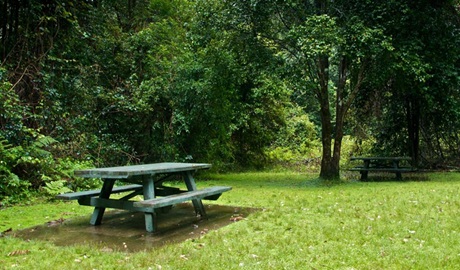 Williams River picnic area. Photo: John Spencer