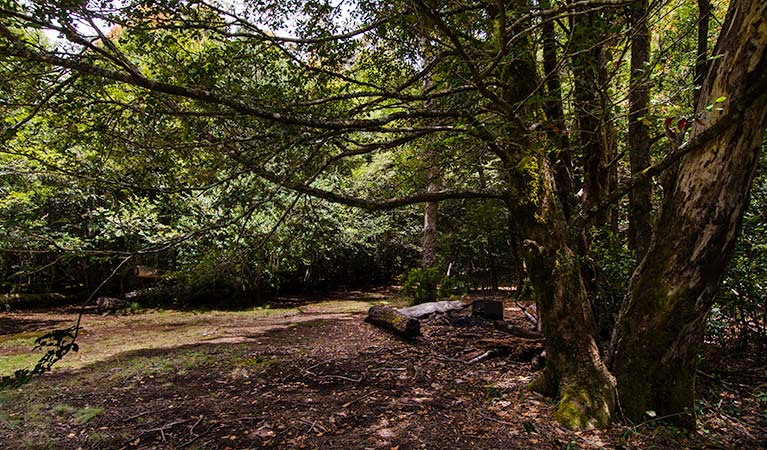 Wombat Creek campground, Barrington Tops National Park. Photo: John Spencer/NSW Government