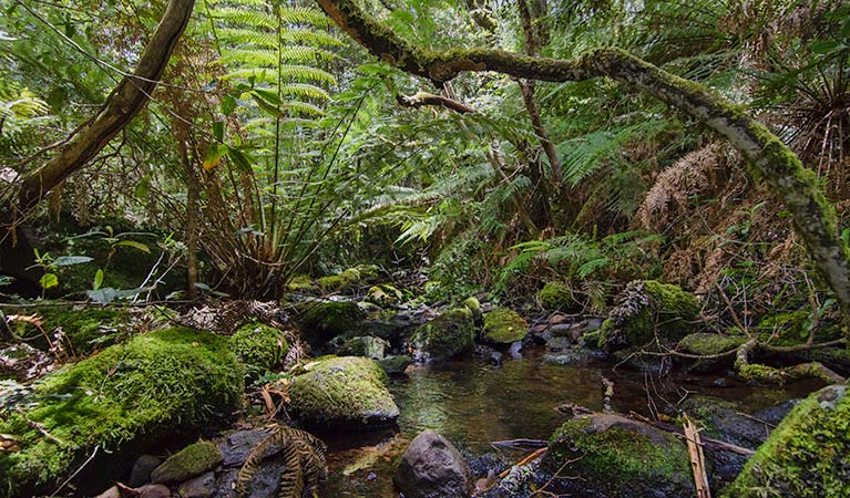 Wombat Creek campground, Barrington Tops National Park. Photo: John Spencer/NSW Government