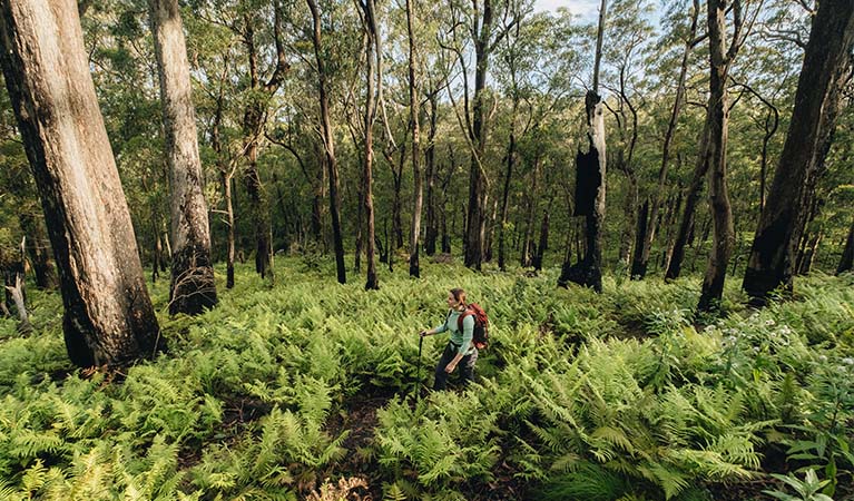 Woollool Woolloolni Aboriginal Place, Basket Swamp National Park. Photo credit: Harrison Candlin &copy; Harrison Candlin