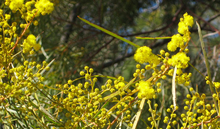 Wattle in bloom, Beni State Conservation Area. Photo: M Bannerman