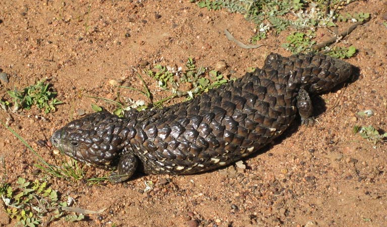 Shingleback Lizard, Beni State Conservation Area. Photo: R Hurst