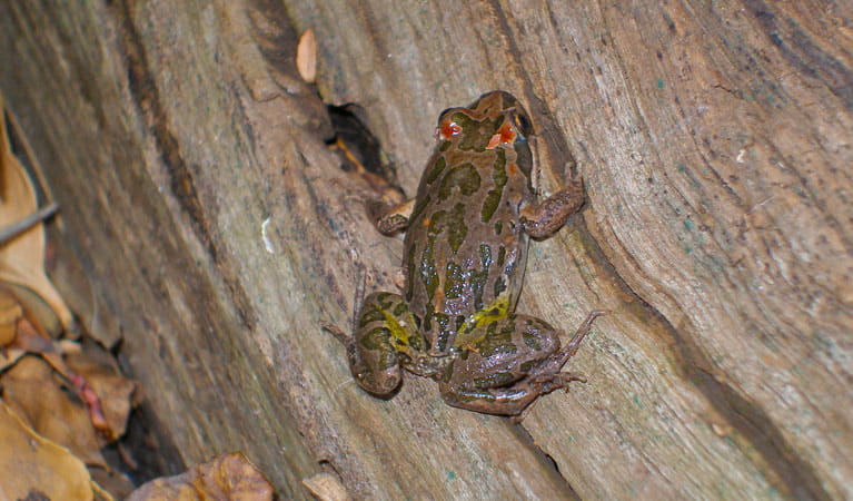 Barking Marsh Frog, Two Dams picnic area, Beni State Conservation Area. Photo: R Hurst/NSW Government