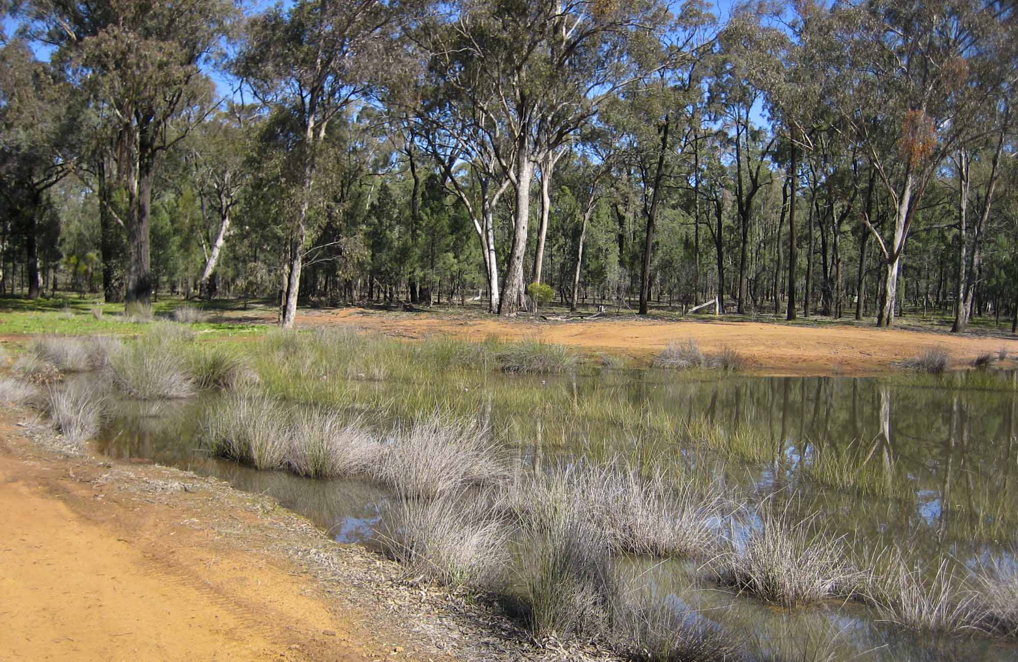 Two Dams picnic area, Ben State Conservation Area. Photo: M Bannerman