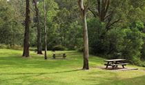 Grass, trees and picnic tables in Durawi picnic area, Bents Basin State Conservation Area. Photo: John Yurasek &copy; DPIE