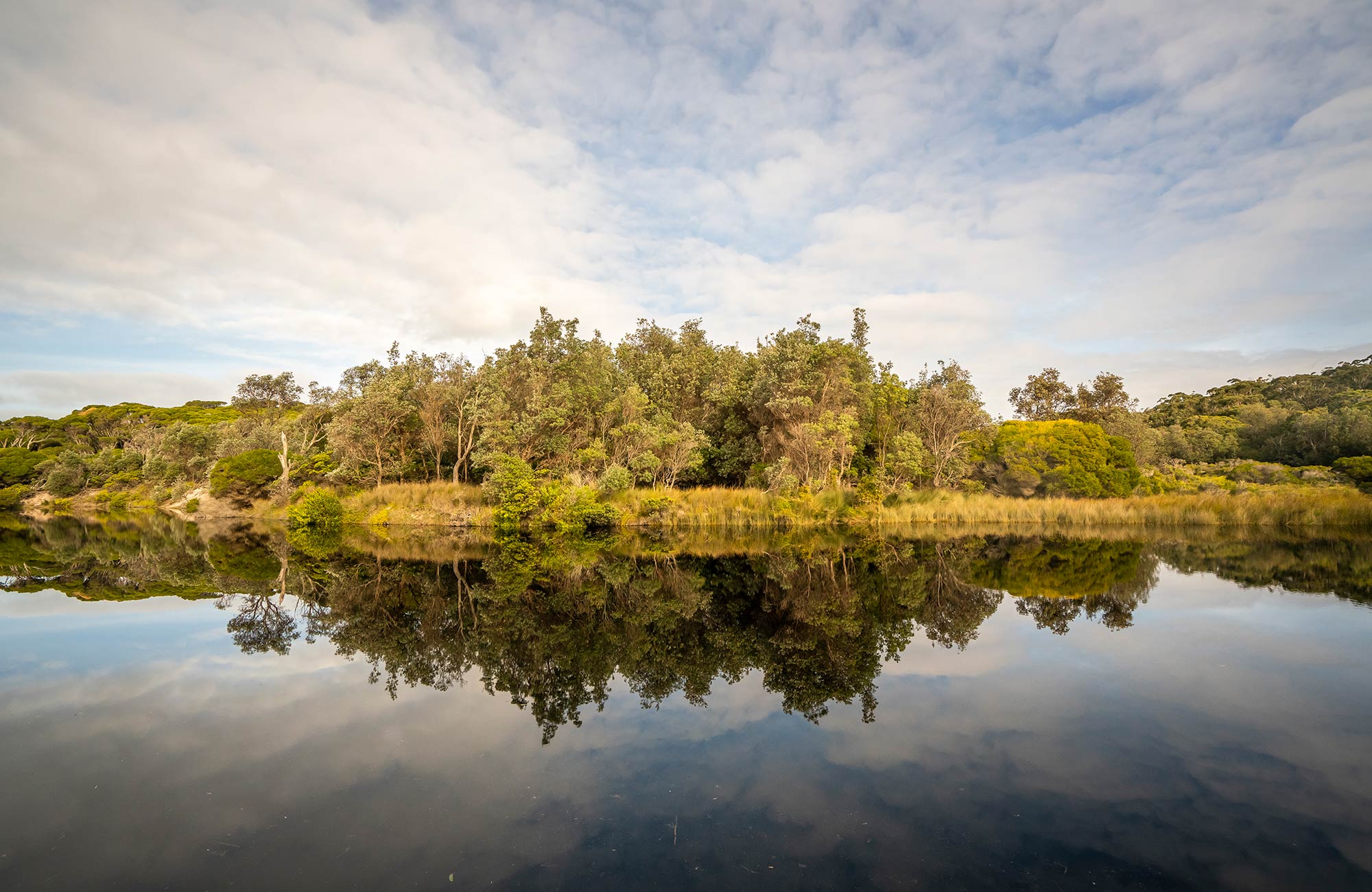 Trees reflecting in water at Saltwater Creek. Photo: John Spencer/OEH