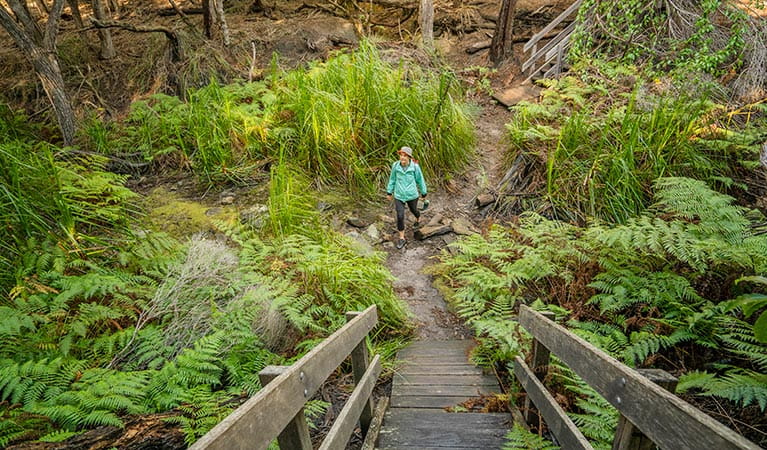 Woman walking up wooden pathway surrounded by ferns, on the Light to Light walk. Photo: John Spencer/OEH