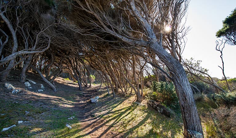 Boyds Tower to Saltwater Creek walking track, Beowa National Park. Photo: John Spencer &copy; OEH