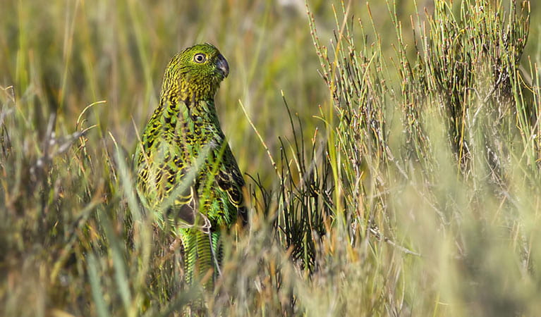 An eastern ground parrot in Beowa National Park. Photo: Lachlan Hall/DPIE