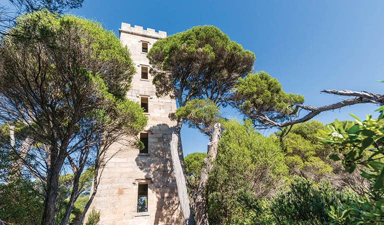 Boyds Tower rising above the trees in Beowa National Park. Photo: John Spencer/DPIE