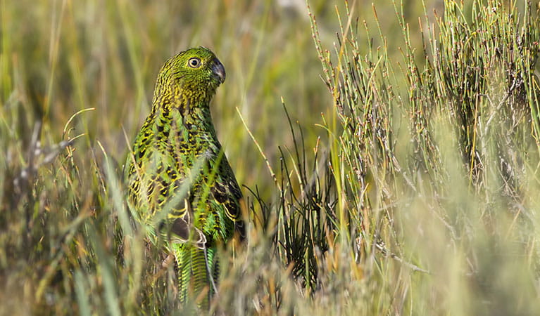 An eastern ground parrot blends into grassland. Photo: Lachlan Hall/DPIE