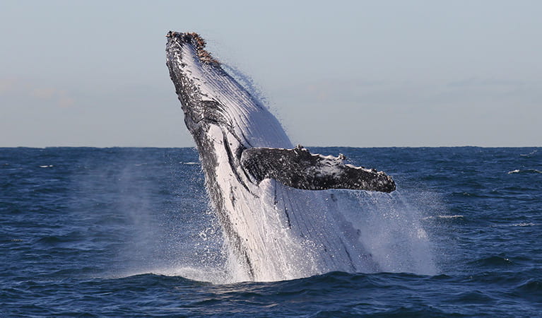 Humpback whale breaching. Photo: Jonas Liebschner/DPIE
