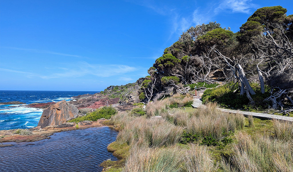 Leading through coastal heath on Green Cape Loop walking track. Credit: Sam Doherty &copy; DCCEEW