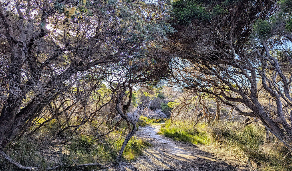 Pathway leading through trees on Green Cape Loop walking track. Credit: Sam Doherty &copy; DCCEEW