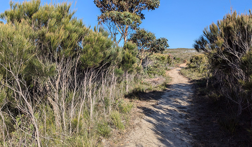 Pathway leading through coastal heath on Green Cape Loop walking track. Credit: Sam Doherty &copy; DCCEEW