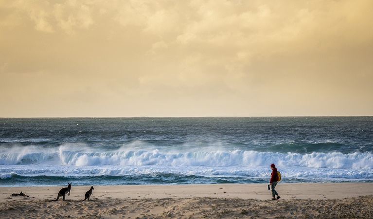 A person on the beach pauses when they see some wallabies, Haycock Point picnic area, Beowa National Park. Photo: John Spencer/OEH