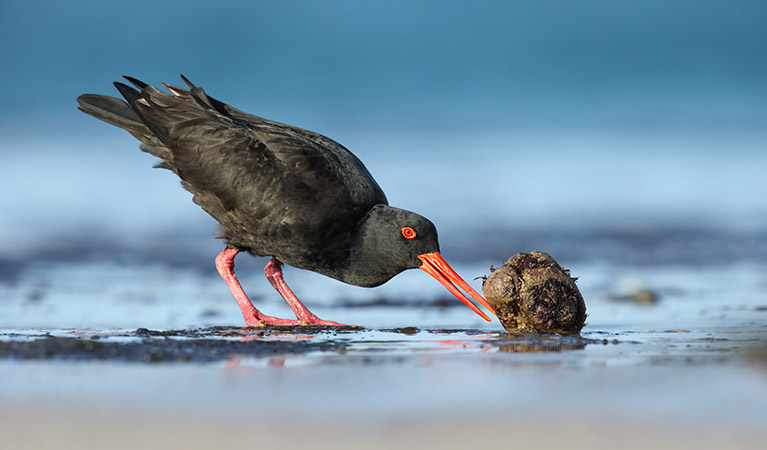 A sooty oystercatcher on the beach in Beowa National Park. Photo: Leo Berzins/DPIE