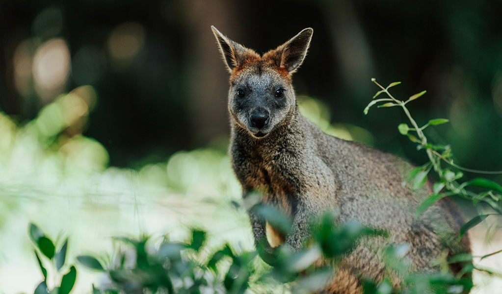 A wallaby in Beowa National Park. Credit: Remy Brand/DCCEEW &copy; Remy Brand