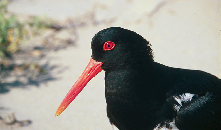 Pied oystercatcher. Photo: Michael Jarman/DPIE