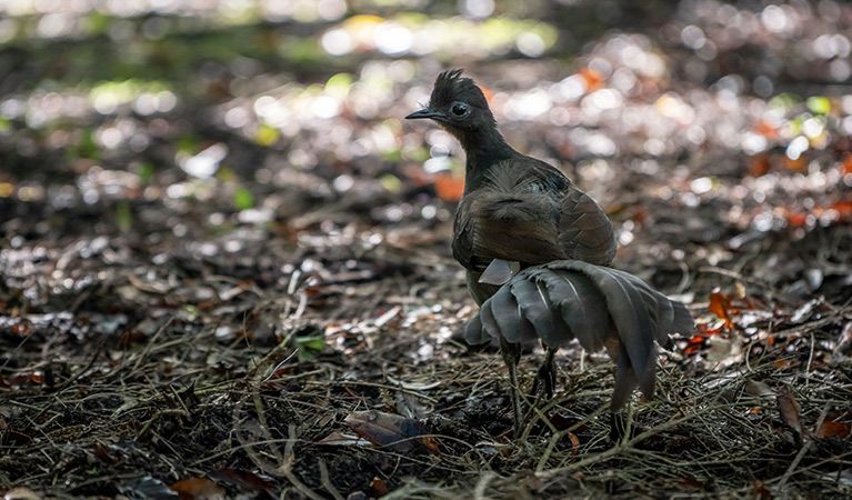 Superb lyrebird at Saltwater Creek campground, Beowa National Park. Photo: John Spencer/OEH