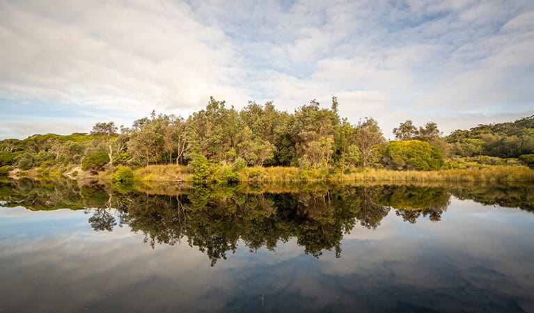 Trees reflecting in the still water of Saltwater Creek in Beowa National Park. Photo: John Spencer