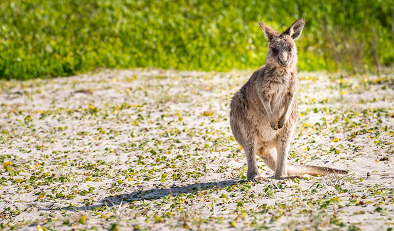 Wallaby in Beowa National Park. Photo: John Spencer