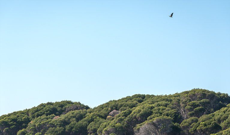 Terrace Beach and Lennards Island, Beowa National Park. Photo: John Spencer