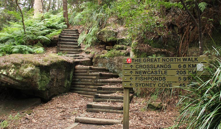 Stairs on the Great North walk. Photo: John Yurasek