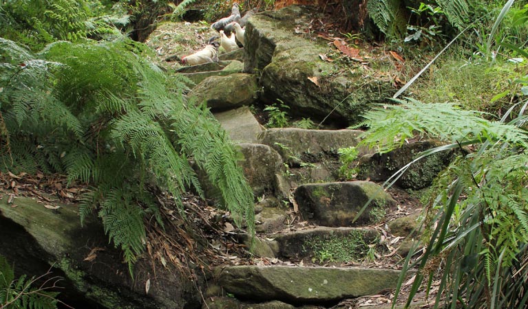 Birds in the bushland in Berowra Valley Regional Park. Photo: John Yurasek