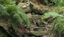 Birds in the bushland in Berowra Valley Regional Park. Photo: John Yurasek