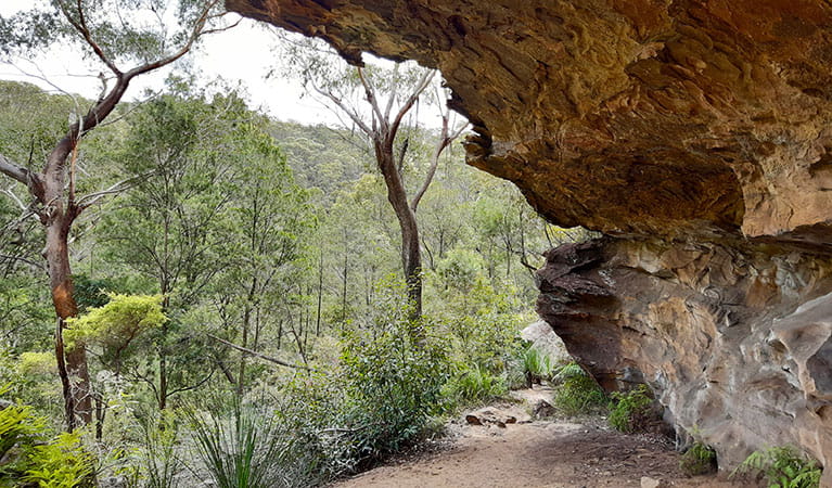 An overhanging rock next to Lyrebird Gully track in Berowra Valley National Park. Photo: Jennifer Roberts &copy; DPIE