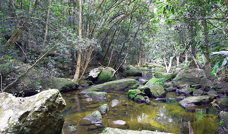 A creek crossing surrounded by bushland along Lyrebird Gully walking track in Berowra Valley National Park. Photo: Jennifer Roberts &copy; DPIE