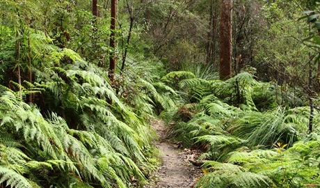 Bushland beside the Benowie walking track. Photo: John Yurasek &copy; OEH