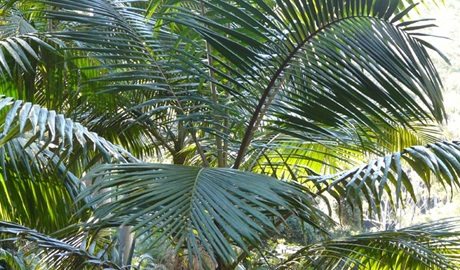 Bangalore Palm, Bindarri National Park. Photo: Ann Walton &copy; OEH