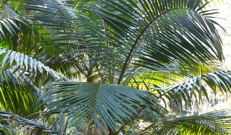 Bangalore Palm, Bindarri National Park. Photo: Ann Walton &copy; OEH