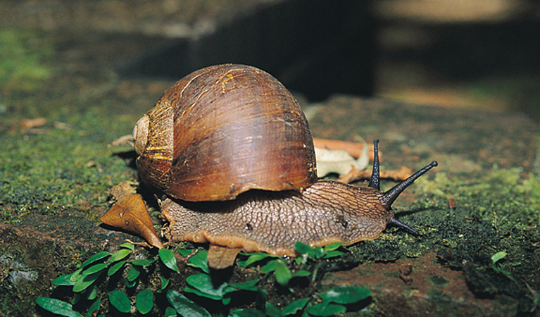 Giant panda snail, Bindarri National Park. Photo &copy; John Turbill