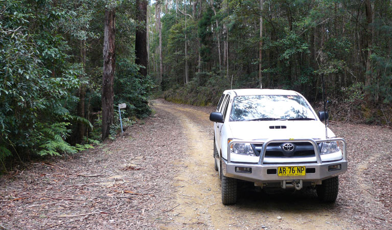 Pine Road, Bindarri National Park. Photo: Barbara Webster/NSW Government