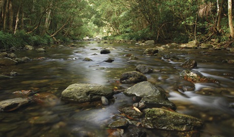 Urumbilum Creek, Bindarri National Park. Photo: Shane Ruming