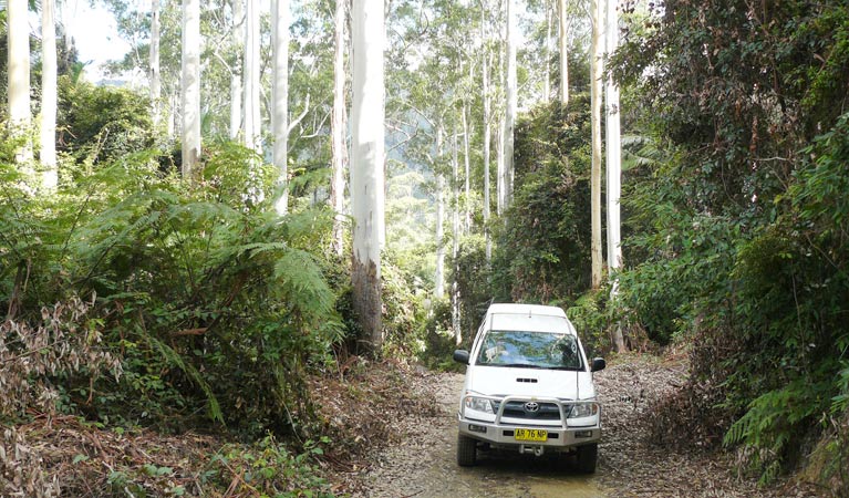 Pine Road, Bindarri National Park. Photo: Barbara Webster/NSW Government