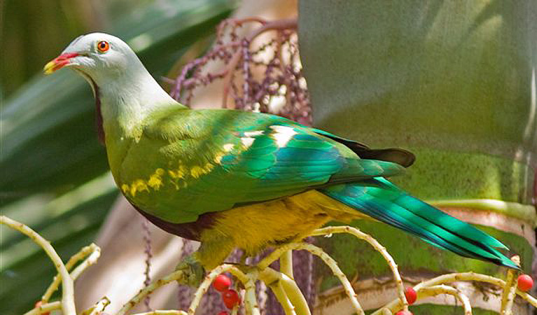 Wompoo fruit-dove, Bindarri National Park. Photo: John Turbill/NSW Government