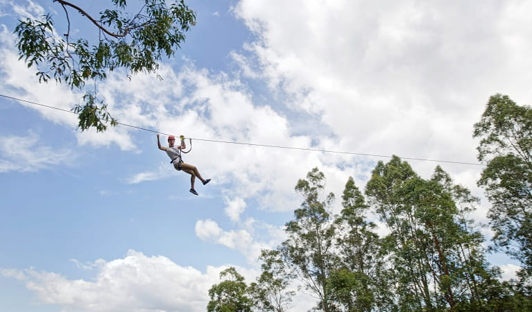 Man riding the flying fox at TreeTops Newcastle. Photo: Michelle Baker