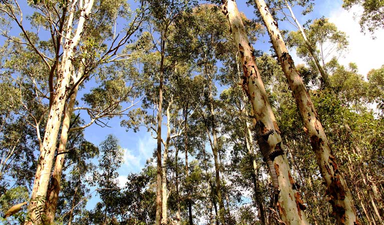 Goanna and gum trees, Blue Gum Hills Regional Park. Photo: John Yurasek &copy; DPIE