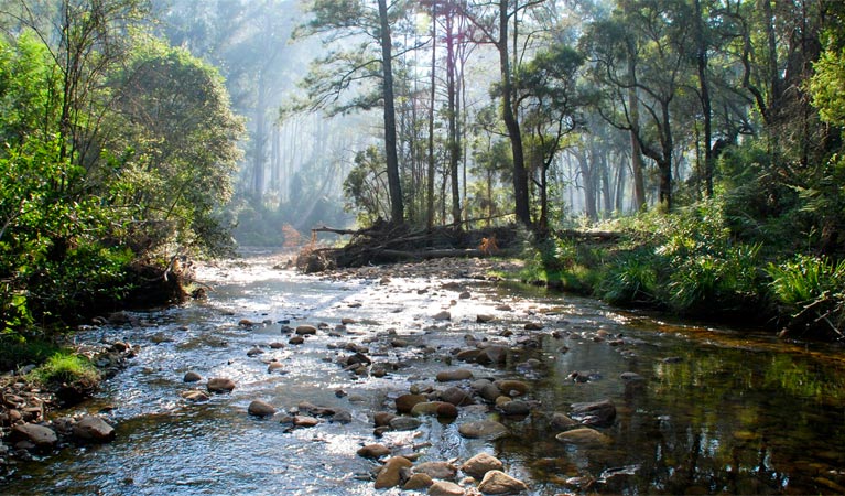 Blue Gum Forest, Blue Mountains National Park. Photo: Aine Gliddon/OEH