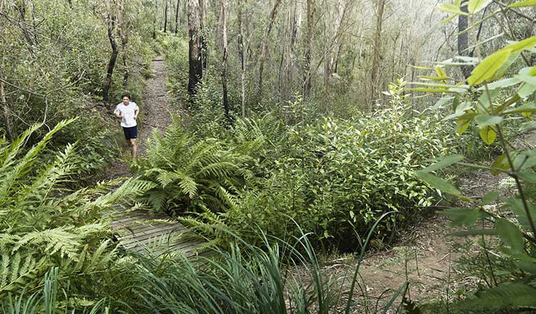 A trail runner, Blue Mountains  National Park. Photo: David Finnegan/OEH