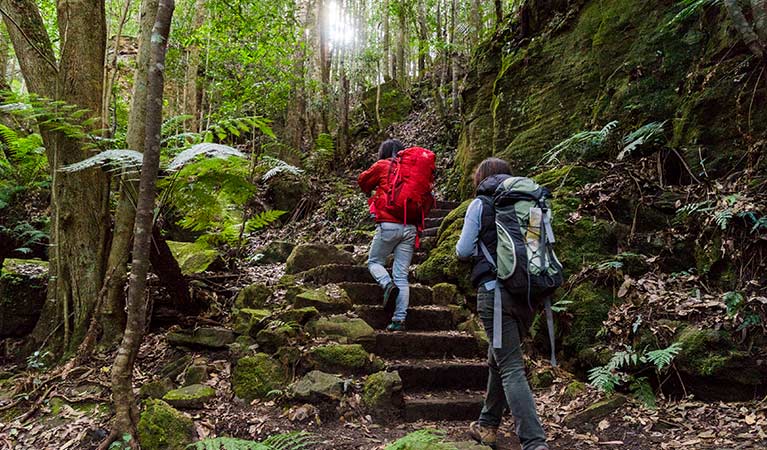 Two hikers climb steps on Grand Canyon walking track, Blue Mountains National Park. Photo: Simone Cottrell/OEH