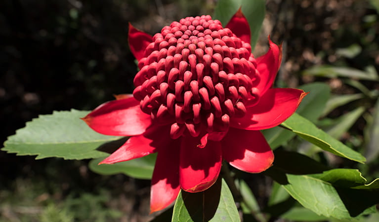 Close up of a red waratah flower, Blue Mountains National Park. Photo: E Sheargold/OEH