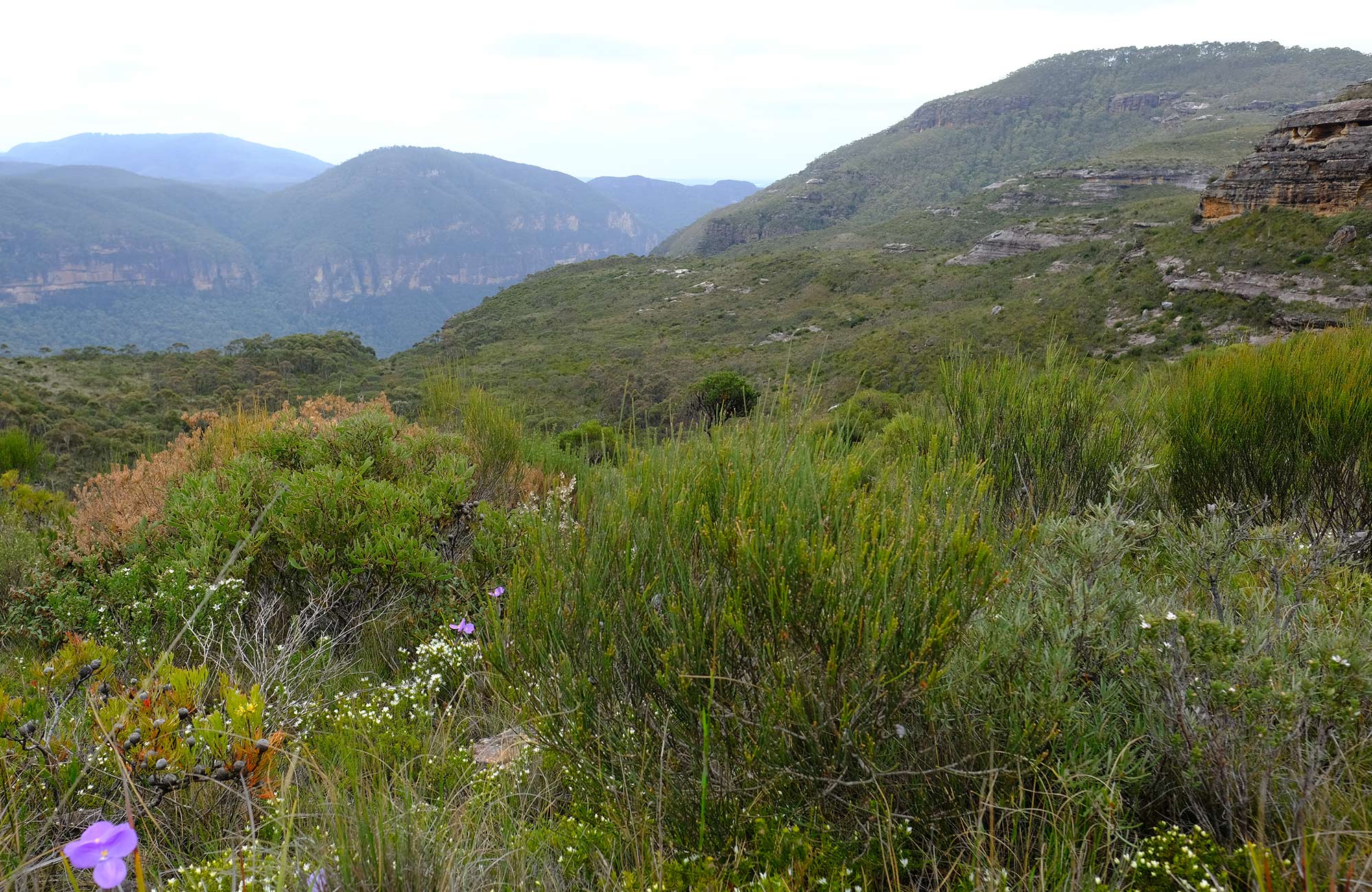 Wildflowers and heathland along Mount Hay summit walking track, Blue Mountains National Park. Photo: Elinor Sheargold/OEH.