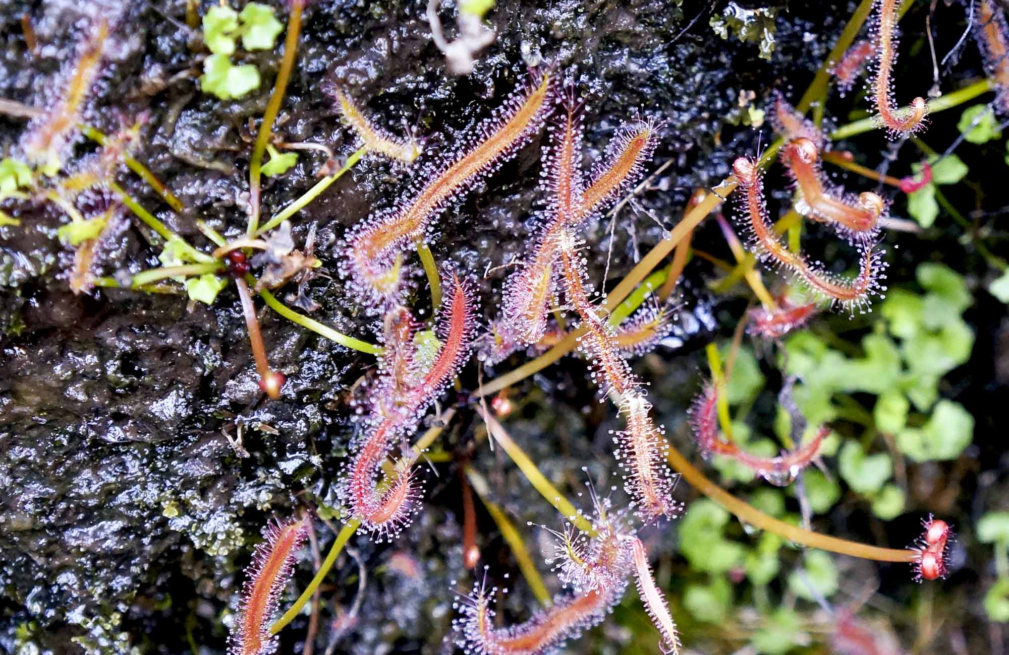 Insect-eating sundew along Govetts Leap descent, Blue Mountains National Park. Photo: Steve Alton/OEH